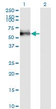 Anti-GOLM1 Mouse Monoclonal Antibody [clone: 3B10]