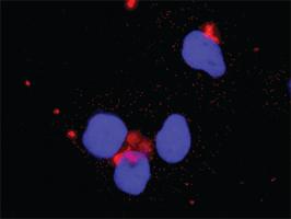 Anti-HCK + PIK3CB Antibody Pair