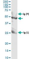 Anti-TALDO1 Rabbit Polyclonal Antibody