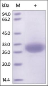 The purity of rh MSLN / Mesothelin /MPF was determined by DTT-reduced (+) SDS-PAGE and staining overnight with Coomassie Blue.