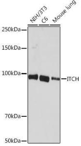 Western blot analysis of extracts of various cell lines, using Anti-ITCH / AIP4 Antibody [ARC1759] (A307734) at 1:1,000 dilution. The secondary antibody was Goat Anti-Rabbit IgG H&L Antibody (HRP) at 1:10,000 dilution.