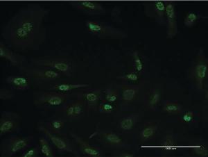 Anti-HDAC3 Mouse Monoclonal Antibody [clone: 2F9-4B7]