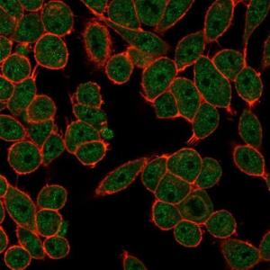 Immunofluorescent analysis of PFA fixed HeLa cells stained with Anti-FRA2 Antibody [PCRP-FOSL2-1B1] followed by Goat Anti-Mouse IgG (CF&#174; 488) (Green). Counterstain is Phalloidin