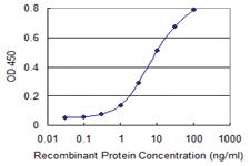 Anti-MAPK13 Mouse Monoclonal Antibody [clone: 3G6]