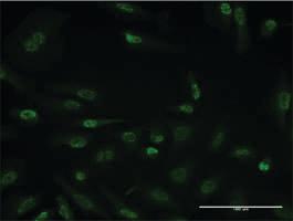 Anti-HDAC3 Mouse Monoclonal Antibody [clone: 2F9-4B7]