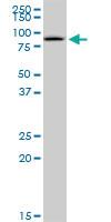 Anti-GSTCD Mouse Polyclonal Antibody