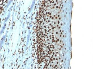 Immunohistochemical analysis of formalin-fixed, paraffin-embedded human tonsil using Anti-Histone H1 Antibody [r1415-1]