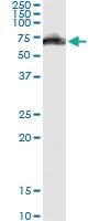 Anti-GOLM1 Mouse Monoclonal Antibody [clone: 3B10]