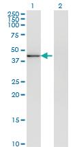 Anti-MAPK13 Mouse Monoclonal Antibody [clone: 2B6]