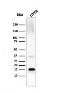 Western blot analysis of liver tissue lysate using Anti-Transthyretin Antibody [TTR/4296]