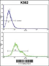 Anti-PLCB2 Rabbit Polyclonal Antibody