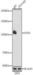 Western blot analysis of extracts from wild type (WT) and ITCH knockout (KO) 293T cells, using Anti-ITCH / AIP4 Antibody [ARC1759] (A307734) at 1:1,000 dilution. The secondary antibody was Goat Anti-Rabbit IgG H&L Antibody (HRP) at 1:10,000 dilution.