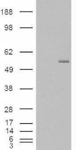 HEK293 overexpressing GCNT3 (RC202007) and probed with Anti-GCNT3 Antibody (A84449) (mock transfection in first lane), tested by Origene