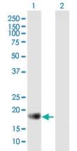 Anti-APOBEC3C Mouse Polyclonal Antibody