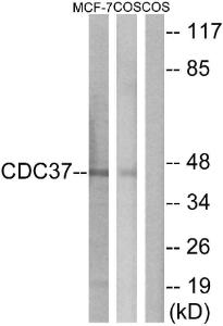 Antibody anti-CDC37 100 µg