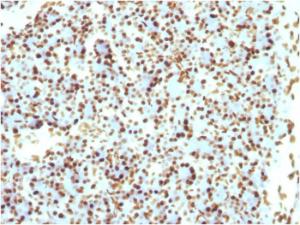 Immunohistochemical analysis of formalin-fixed, paraffin-embedded rat pancreas using Anti-Histone H1 Antibody [r1415-1]