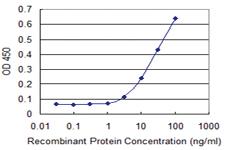 Anti-MAPK13 Mouse Monoclonal Antibody [clone: 2B6]