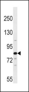 Anti-ARNT2 Rabbit Polyclonal Antibody (APC (Allophycocyanin))