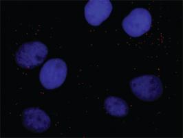 Anti-CDK7 + MCM7 Antibody Pair