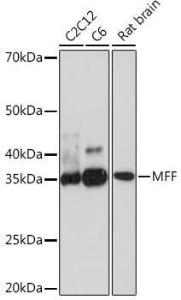 Western blot analysis of extracts of various cell lines, using Anti-MFF Antibody [ARC1243] (A308957) at 1:500 dilution