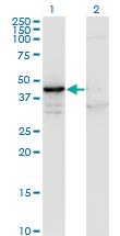 Anti-MAPK13 Mouse Monoclonal Antibody [clone: 3H7]