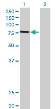 Anti-GSTCD Mouse Polyclonal Antibody