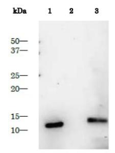 Anti-HIV1 Protease Antibody