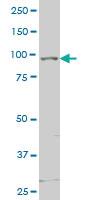 Anti-TLR5 Mouse Monoclonal Antibody [clone: 4D12]