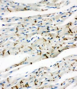 Anti-Connexin 43/GJA1 Rabbit Polyclonal Antibody