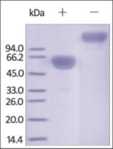 The purity of Cynomolgus PDCD1 / PD1 Fc Chimera was determined by DTT-reduced (+) and non-reduced (-) SDS-PAGE and staining overnight with Coomassie Blue.