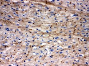 Anti-Connexin 43/GJA1 Rabbit Polyclonal Antibody