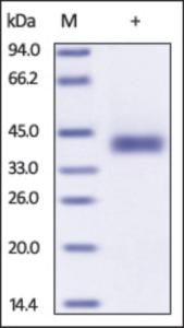 The purity of Cynomolgus PDL1 /CD274 was determined by DTT-reduced (+) SDS-PAGE and staining overnight with Coomassie Blue.