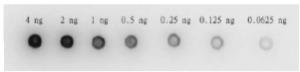 Anti-HIV1 Protease Antibody