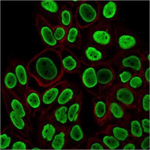 Immunofluorescent analysis of PFA fixed HeLa cells stained with Anti-Histone H1 Antibody [r1415-1] followed by Goat Anti-Mouse IgG (CF&#174; 488) (Green). Counterstain is Phalloidin (Red).