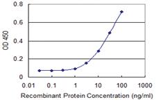 Anti-MAPK13 Mouse Monoclonal Antibody [clone: 3H7]