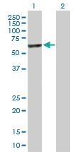 Anti-SLTM Mouse Polyclonal Antibody