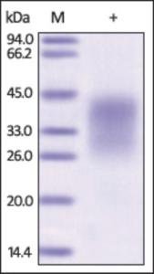 The purity of rh PD1/PDCD1 (21-167) was determined by DTT-reduced (+) SDS-PAGE and staining overnight with Coomassie Blue.