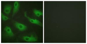 Antibody anti-CDC37 100 µg