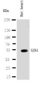 Anti-Connexin 43/GJA1 Rabbit Polyclonal Antibody