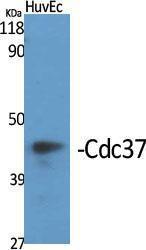 Antibody anti-CDC37 100 µg