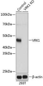 Anti-VRK1 Rabbit Polyclonal Antibody