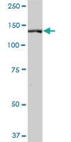 Anti-SLTM Mouse Polyclonal Antibody