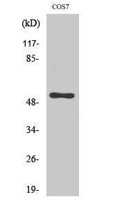 Antibody anti-CDC37 100 µg