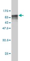 Anti-FAM234A Mouse Monoclonal Antibody [clone: 3D2]