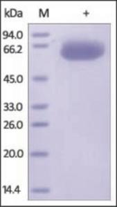 The purity of rh PD-L1 / B7-H1 Fc Chimera was determined by DTT-reduced (+) SDS-PAGE and staining overnight with Coomassie Blue.