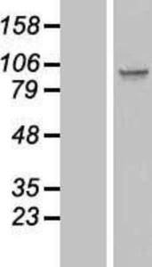 Anti-RB1 Mouse Monoclonal Antibody [clone: 172C1094]