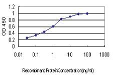 Anti-KSR1 Mouse Monoclonal Antibody [clone: 6C7]