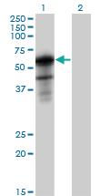 Anti-SH2B1 Mouse Polyclonal Antibody