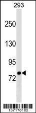 Anti-LETM1 Rabbit Polyclonal Antibody (AP (Alkaline Phosphatase))