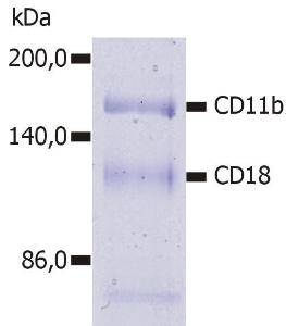 Immunoprecipitation of human CD11b/CD18 heterodimer from the lysate of washed PBMC isolated from healthy donor. Lysate was subjected to affinity column chromatography using Anti-CD11b Antibody (A85944) immunosorbent